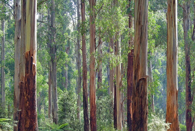The Benefits of Eucalyptus